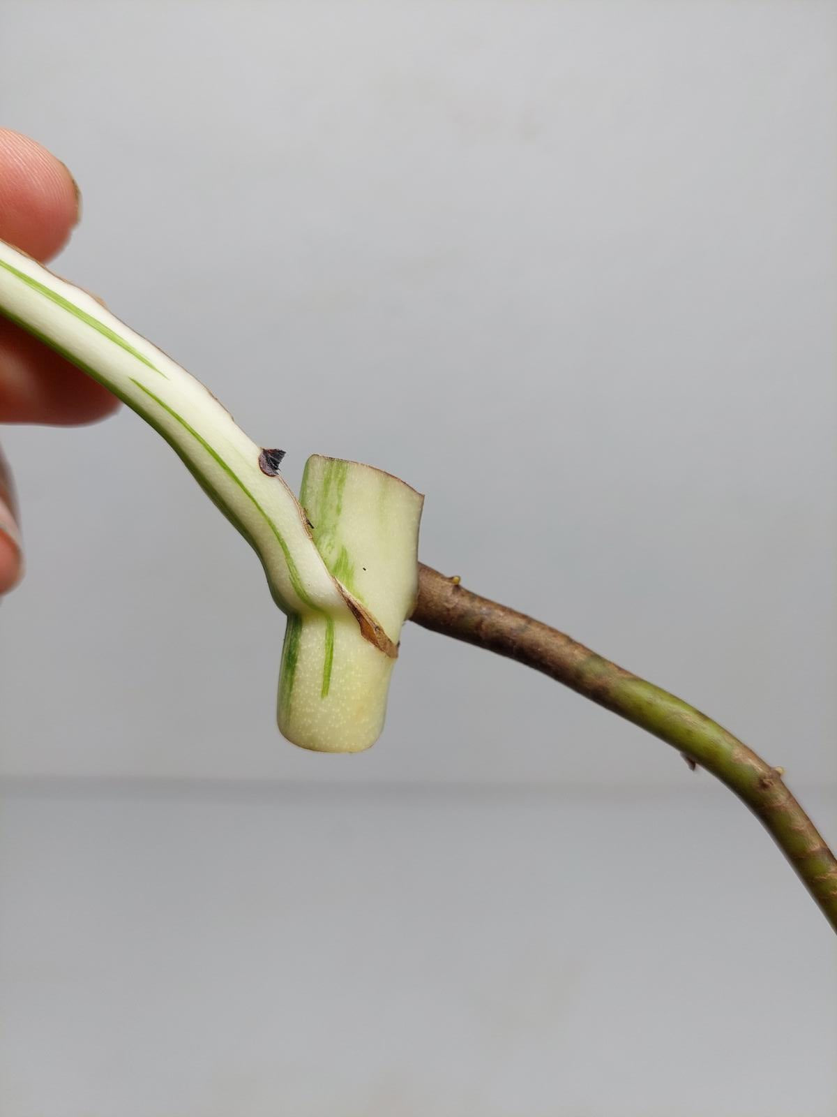 Monstera Variegata Steckling (zum aussuchen)