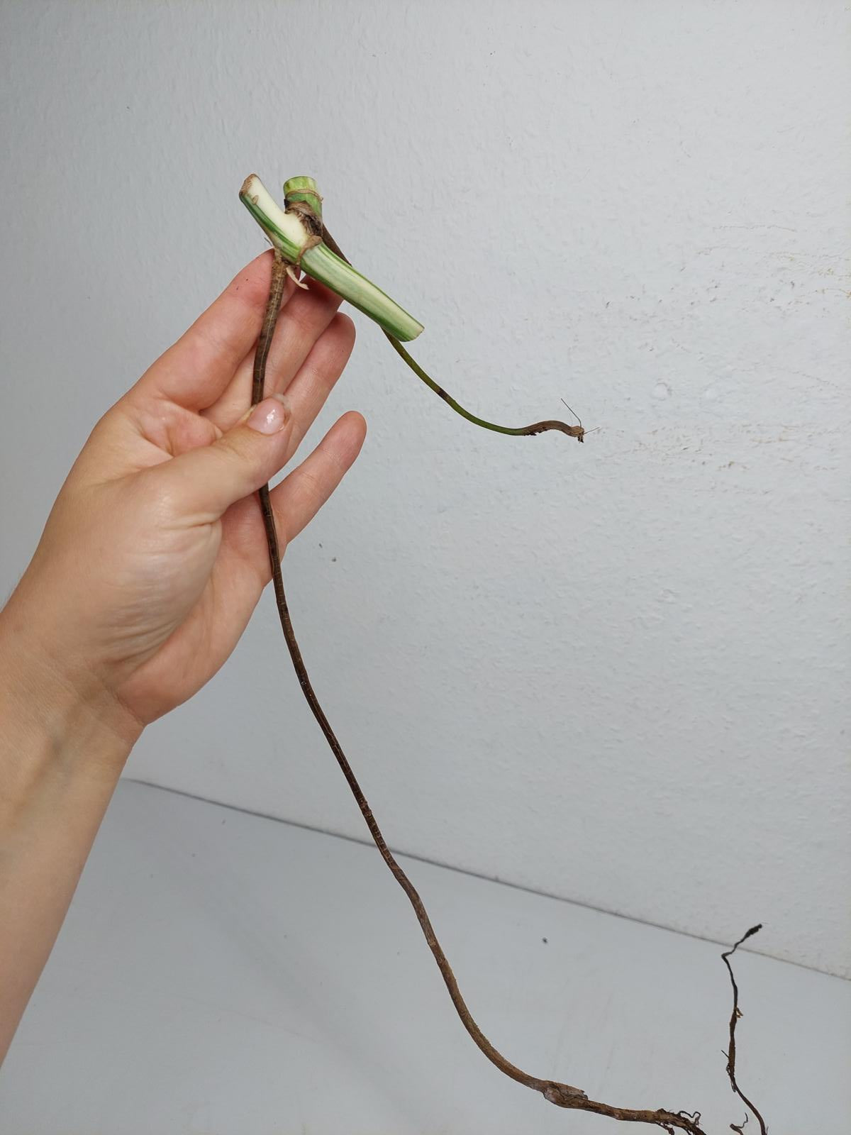 Monstera Variegata Steckling (zum aussuchen)