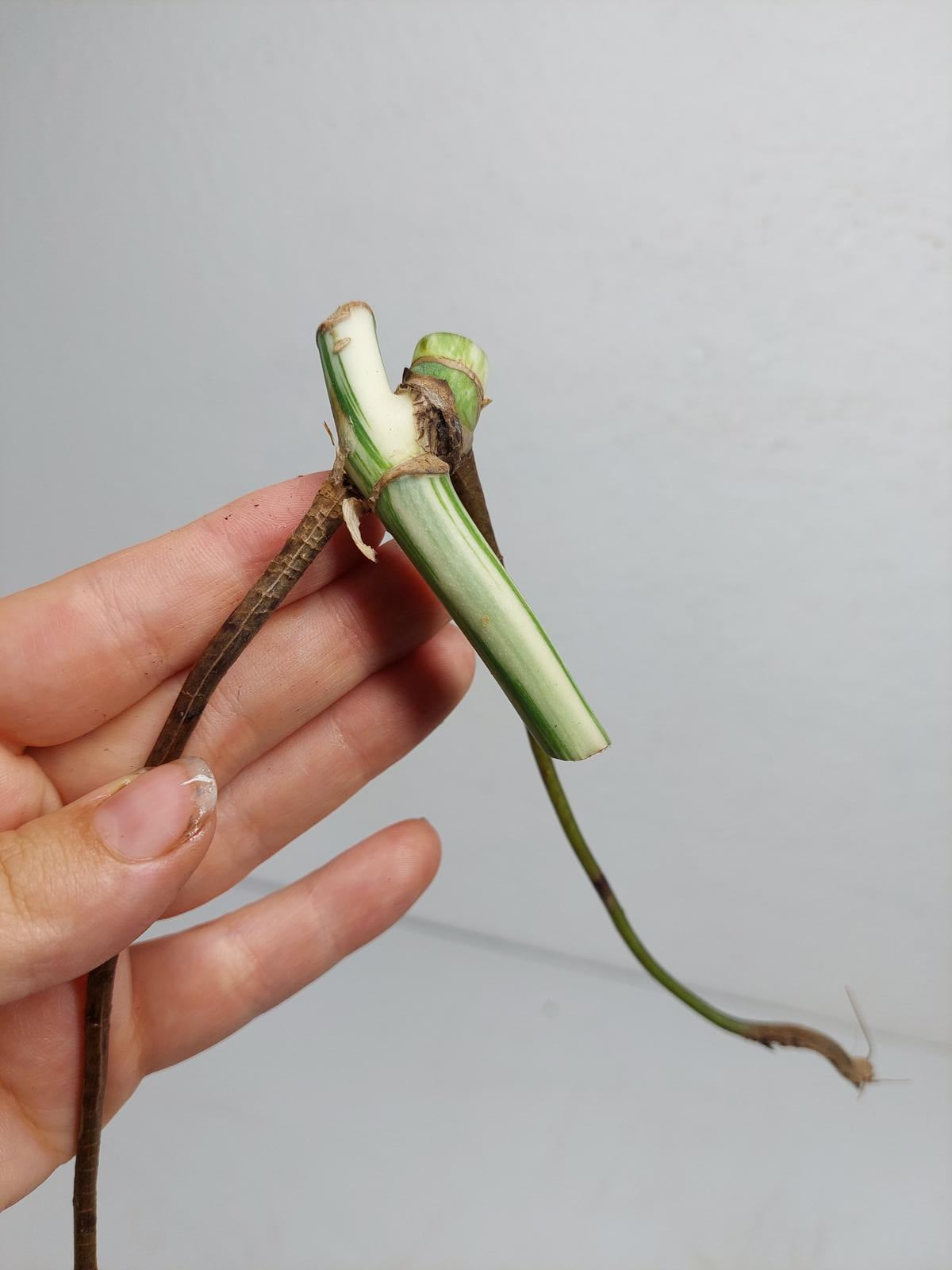 Monstera Variegata Steckling (zum aussuchen)