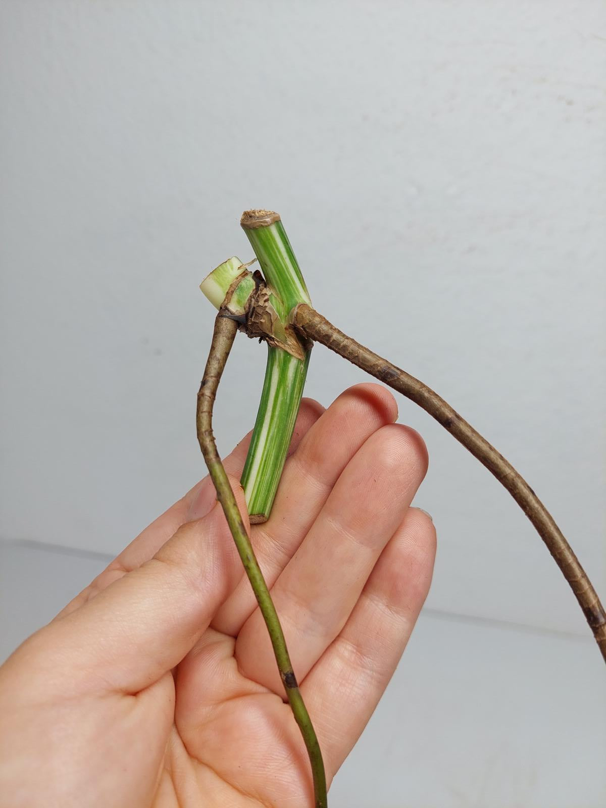 Monstera Variegata Steckling (zum aussuchen)