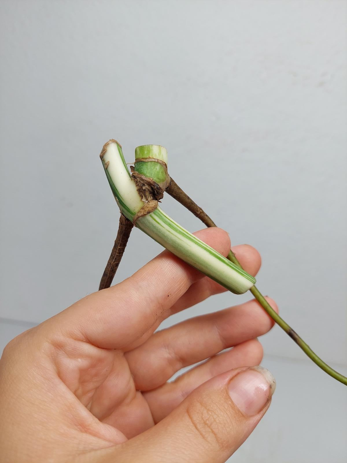 Monstera Variegata Steckling (zum aussuchen)