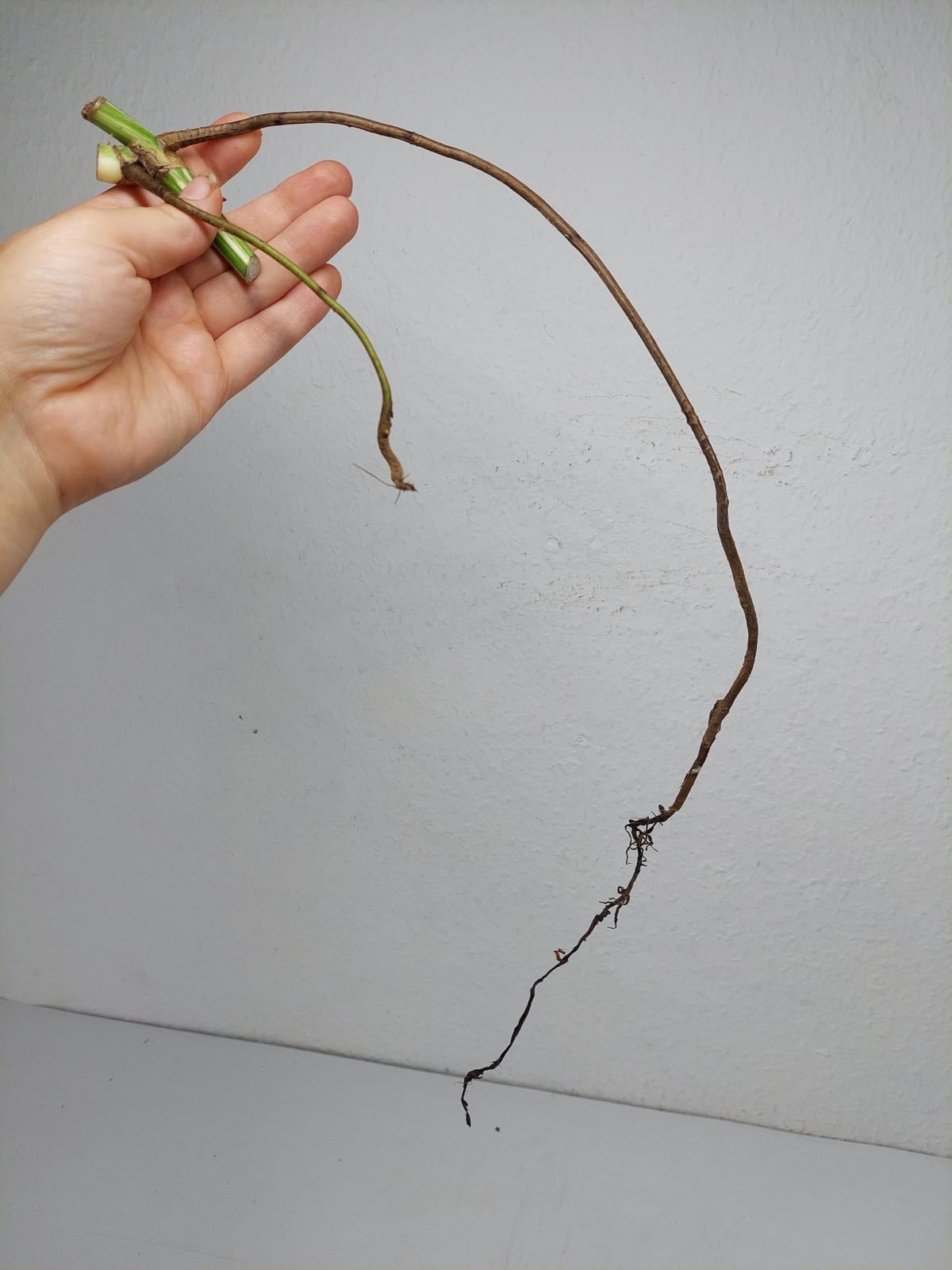 Monstera Variegata Steckling (zum aussuchen)
