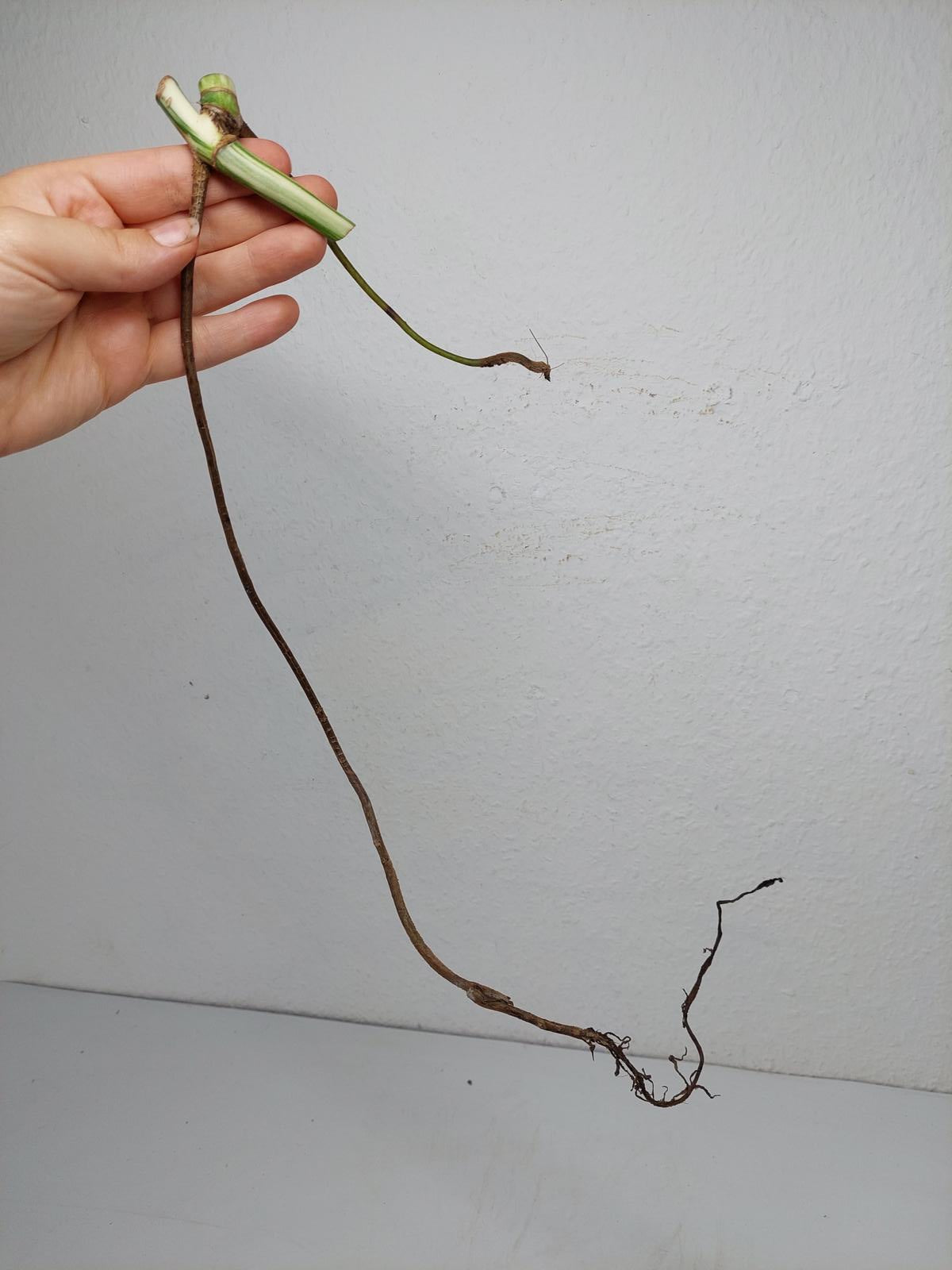 Monstera Variegata Steckling (zum aussuchen)