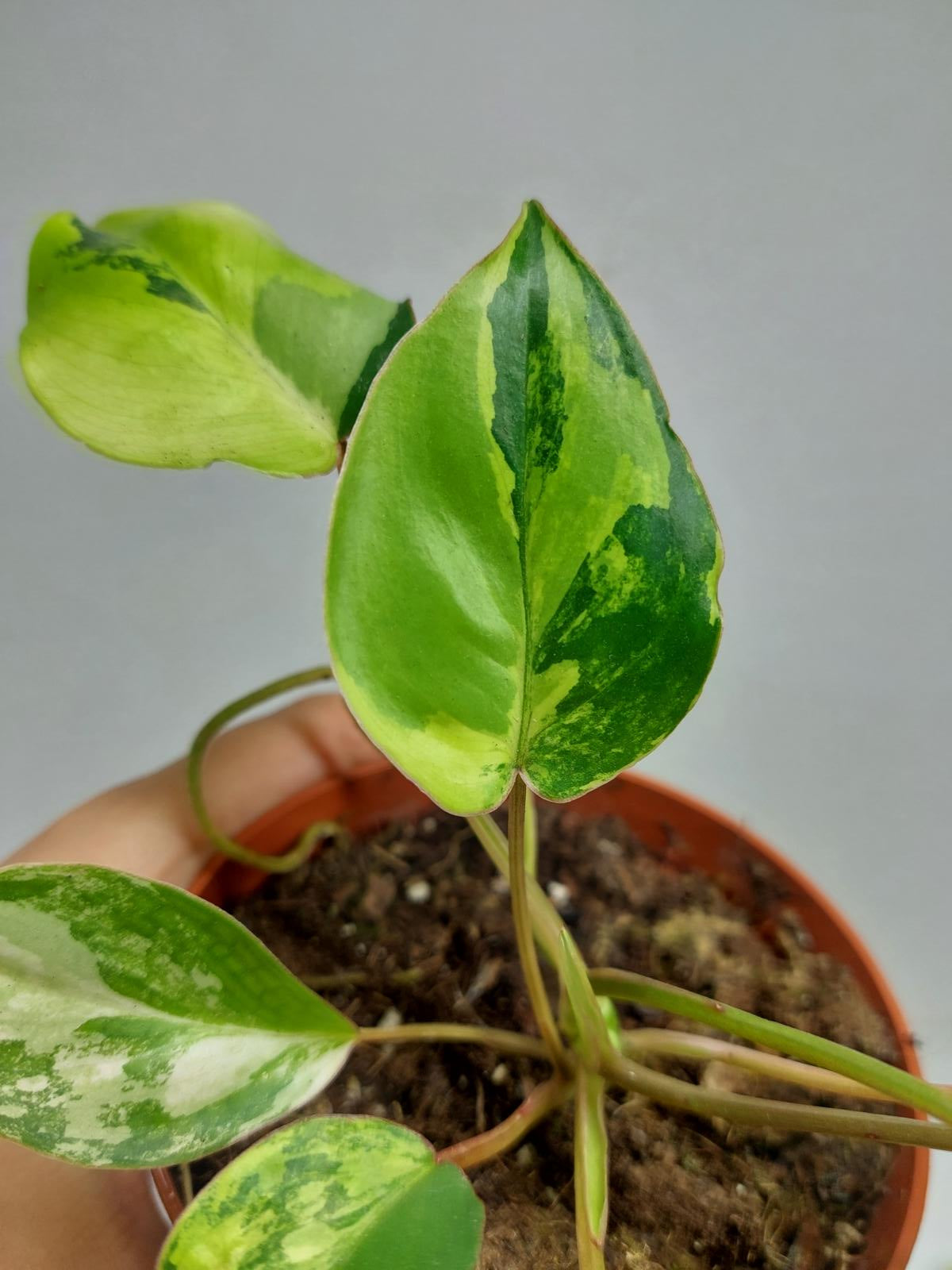 Philodendron Burle Marx Variegata