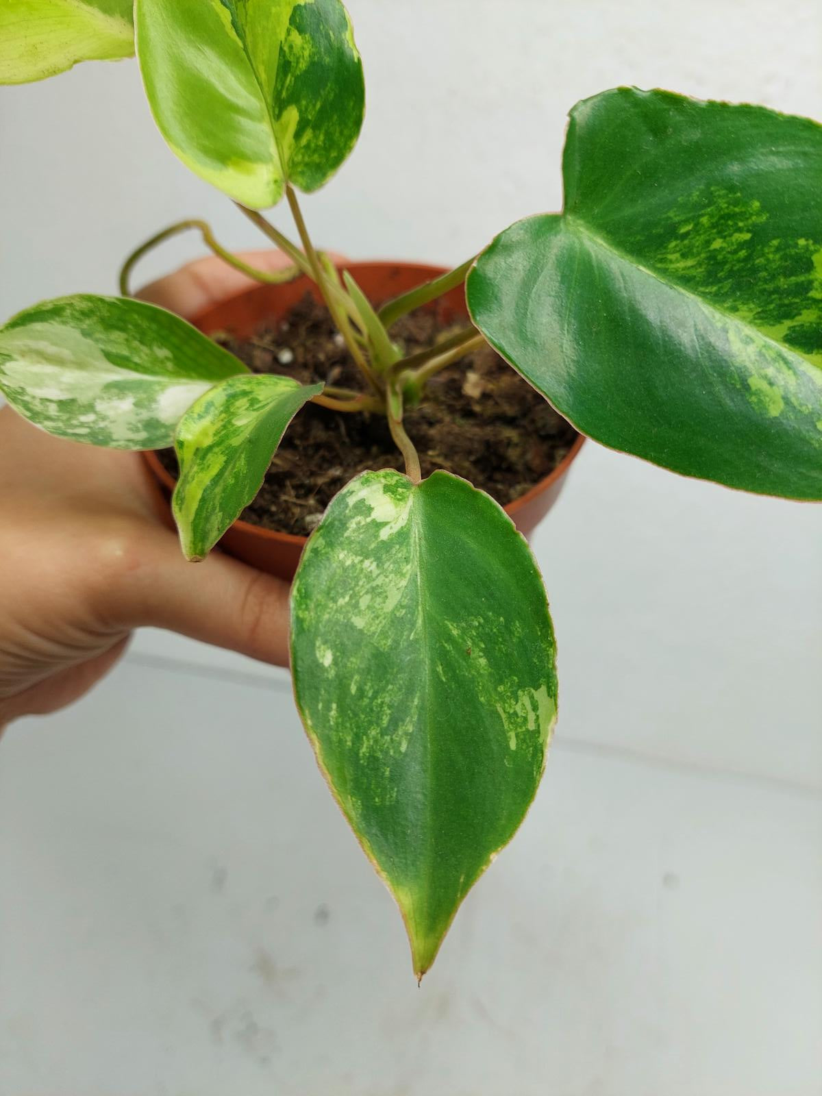 Philodendron Burle Marx Variegata
