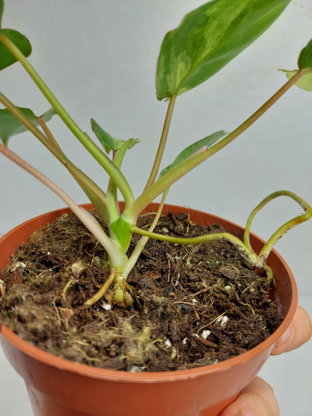 Philodendron Burle Marx Variegata