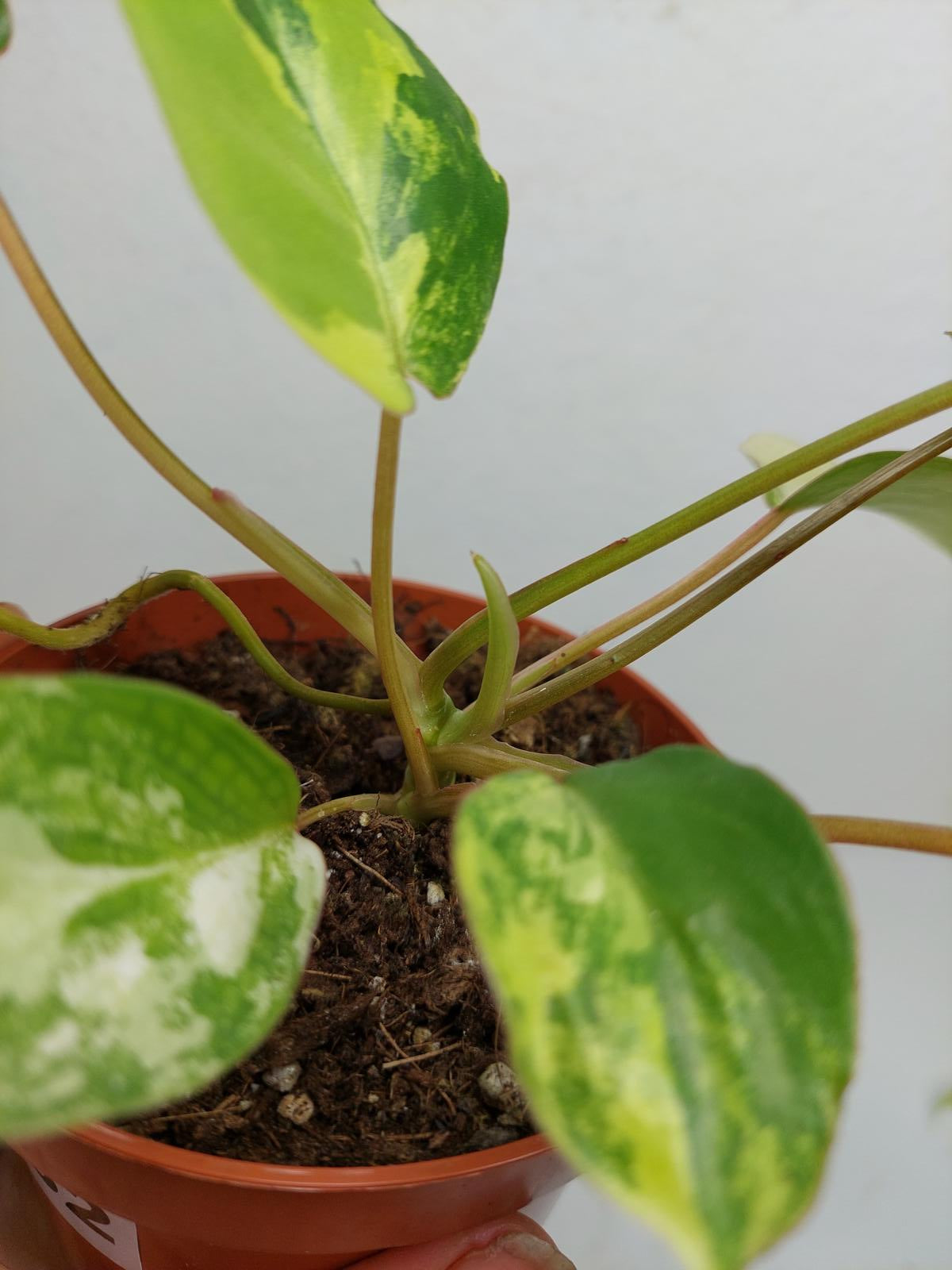 Philodendron Burle Marx Variegata