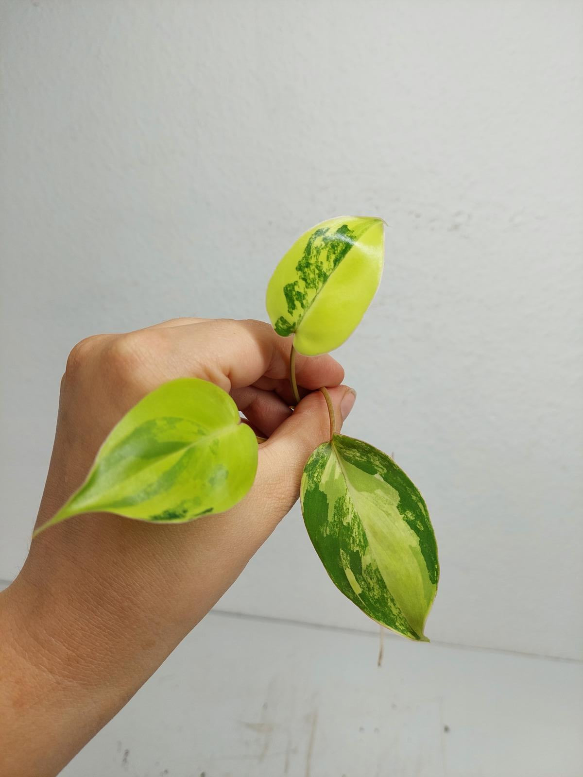 Philodendron Burle Marx Variegata