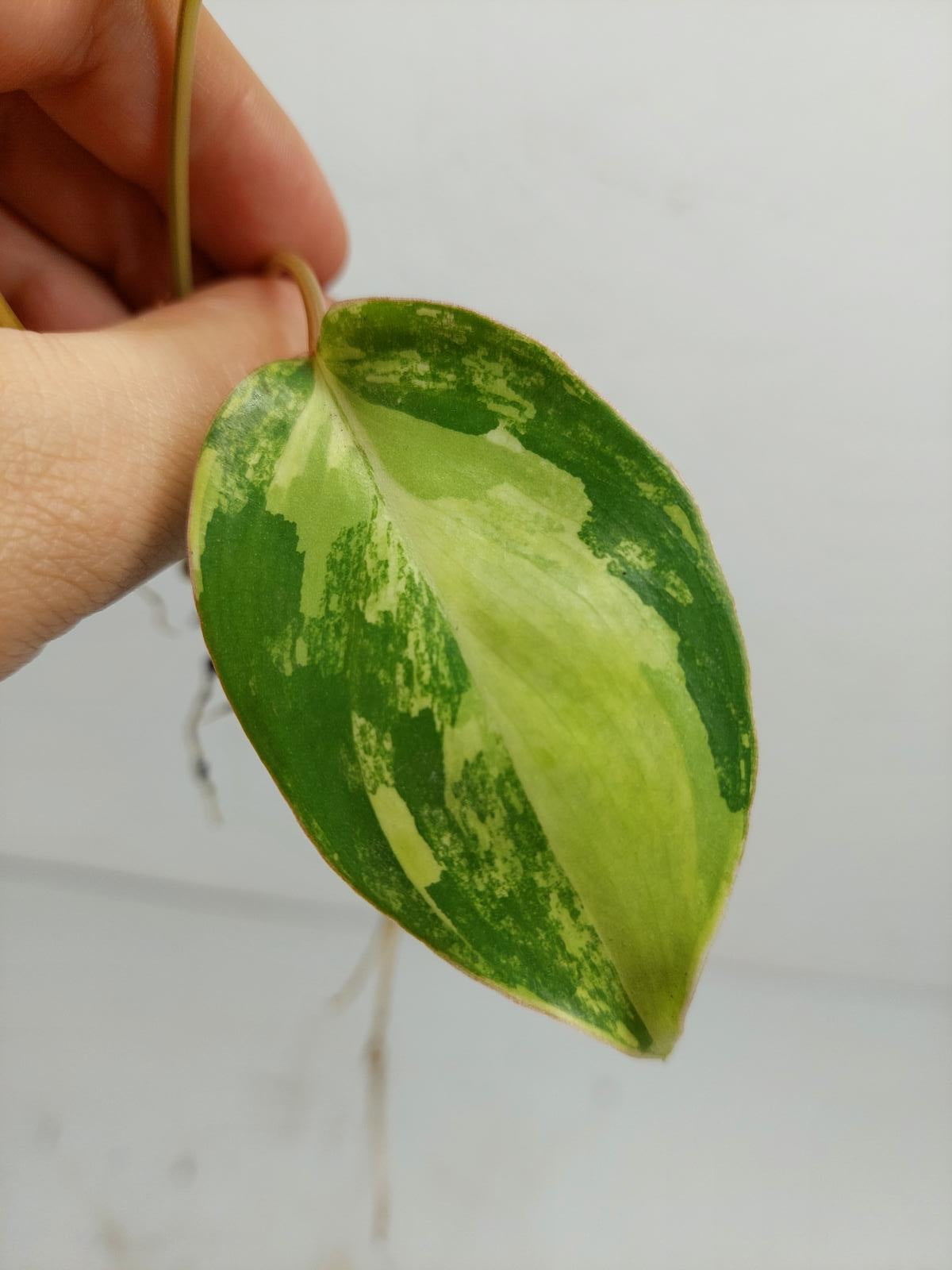 Philodendron Burle Marx Variegata