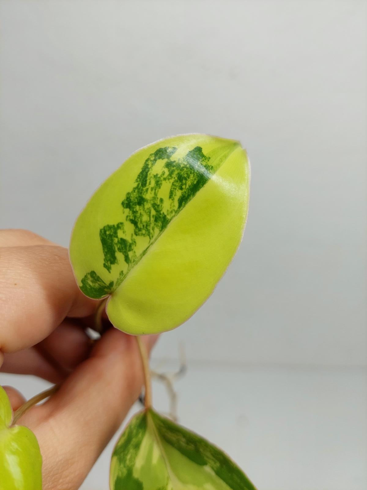 Philodendron Burle Marx Variegata
