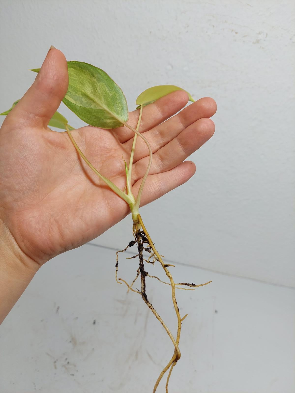 Philodendron Burle Marx Variegata