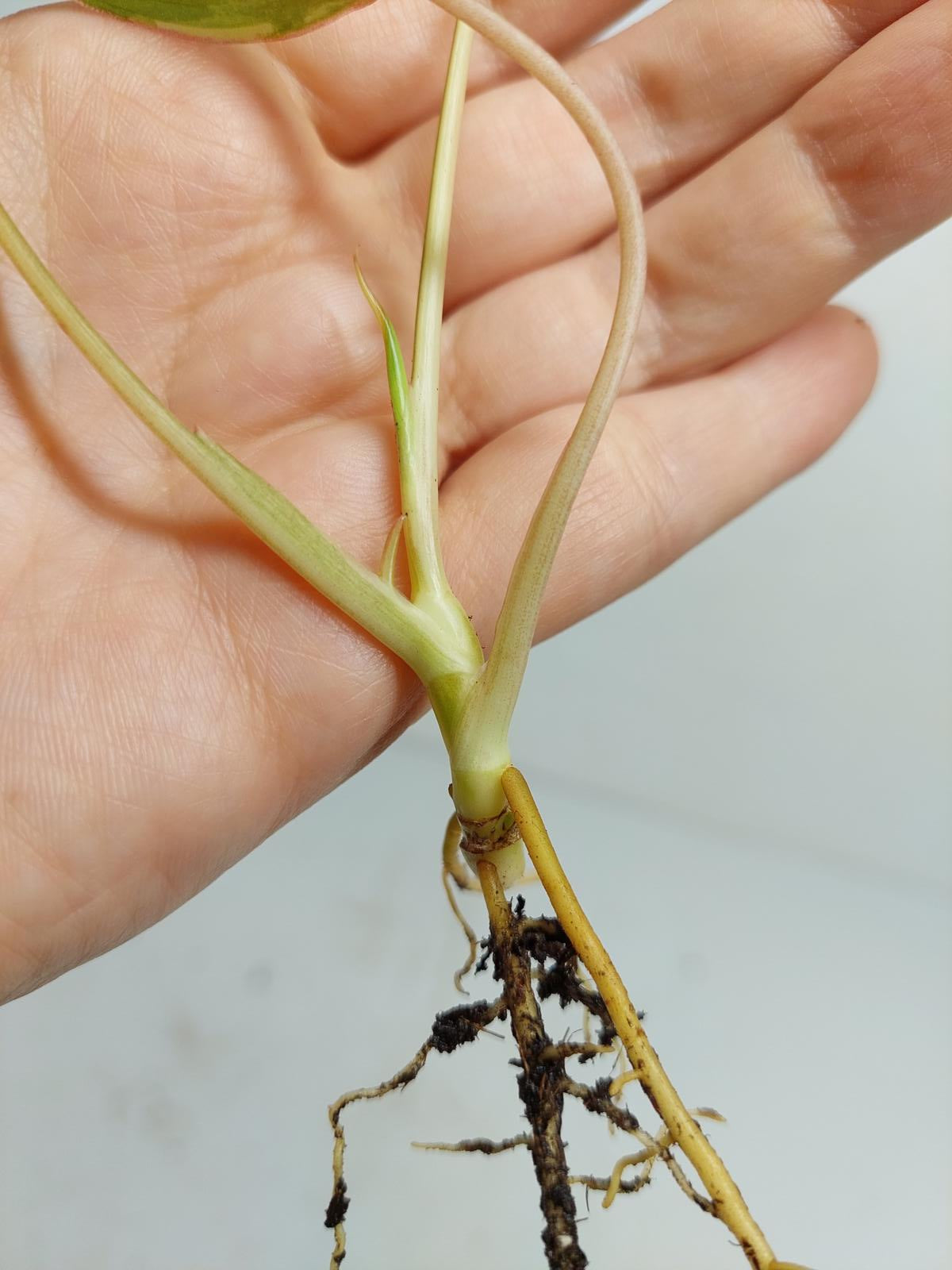 Philodendron Burle Marx Variegata