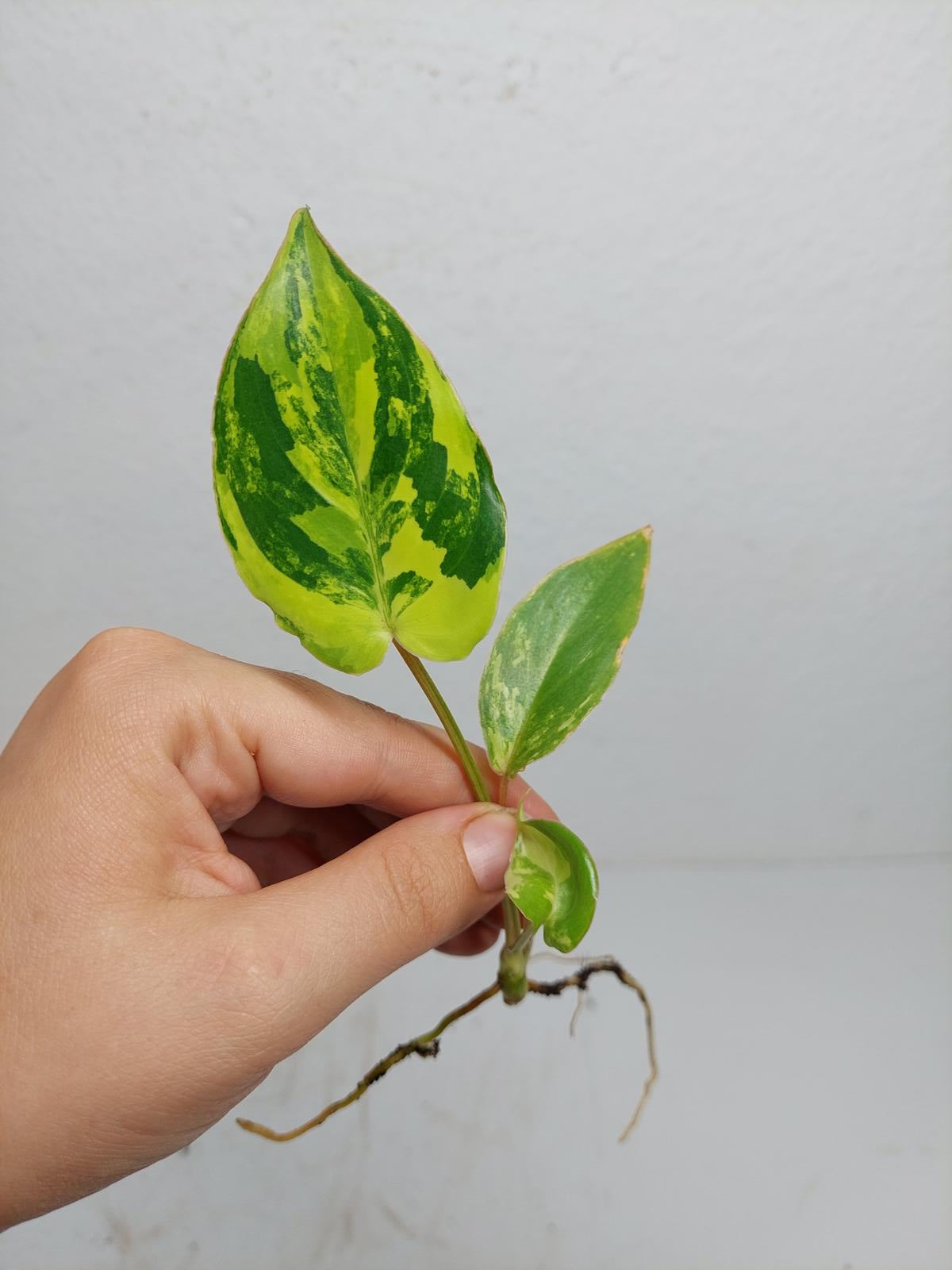 Philodendron Burle Marx Variegata