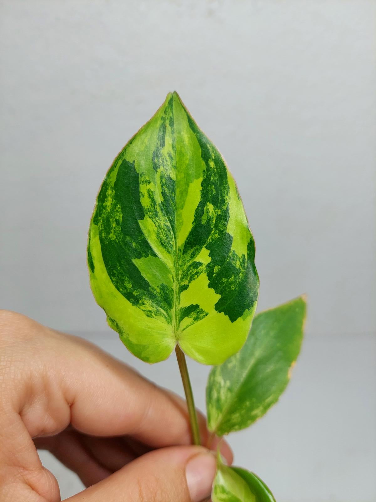 Philodendron Burle Marx Variegata
