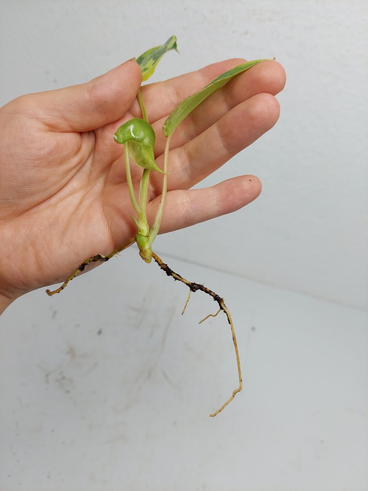 Philodendron Burle Marx Variegata