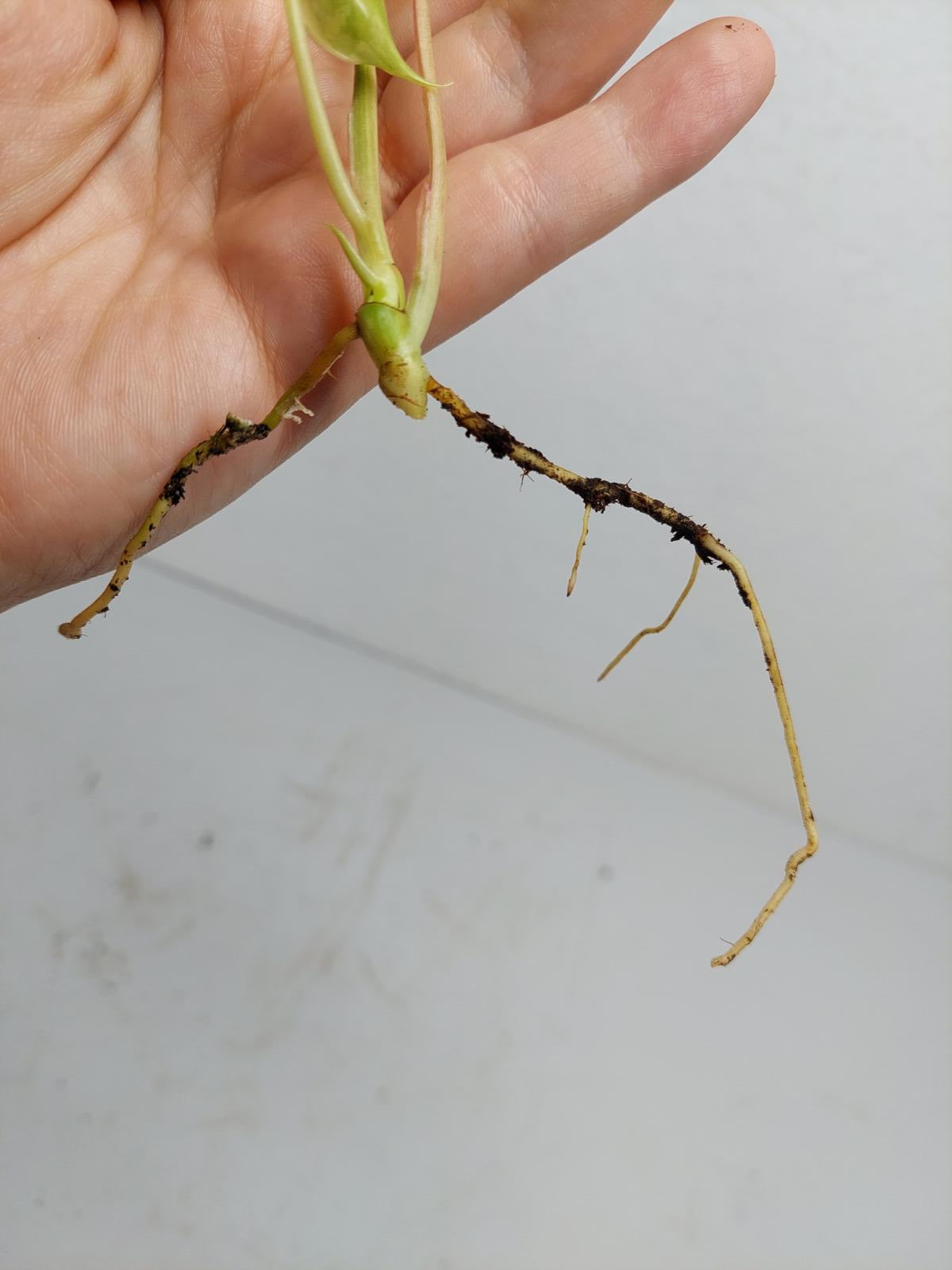 Philodendron Burle Marx Variegata