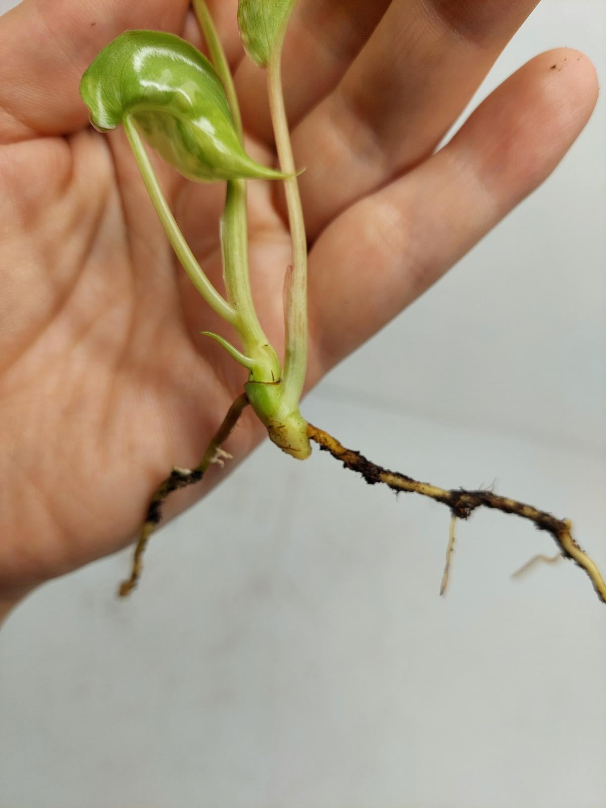 Philodendron Burle Marx Variegata