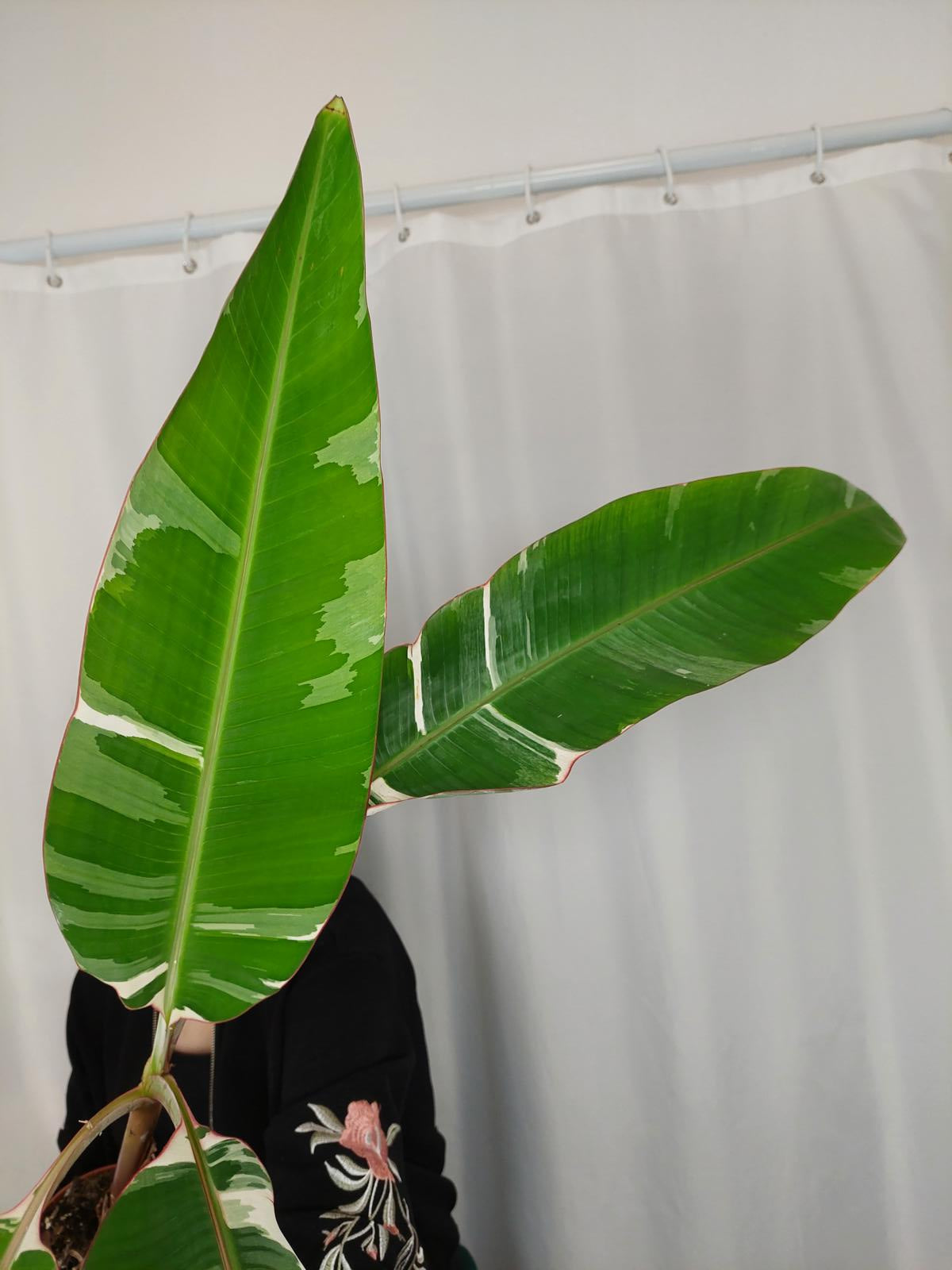 Musa Variegata groß