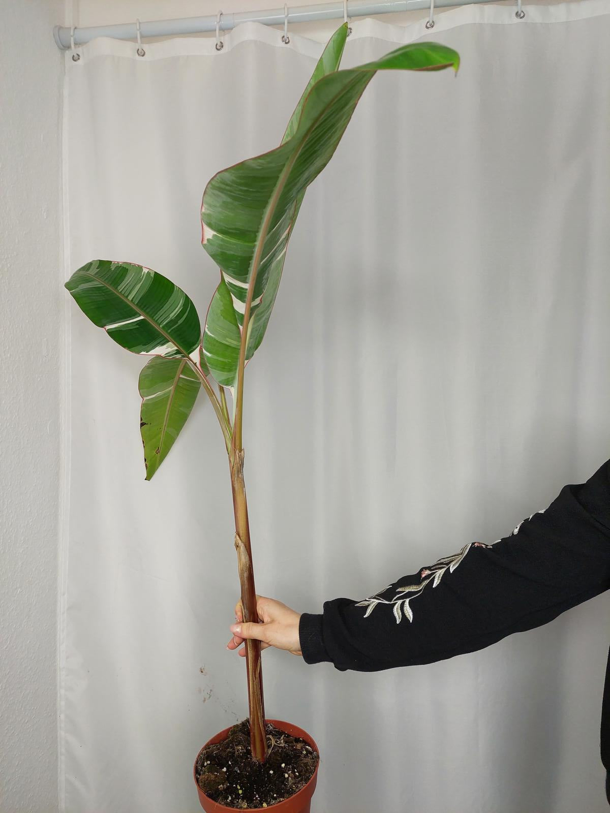 Musa Variegata groß