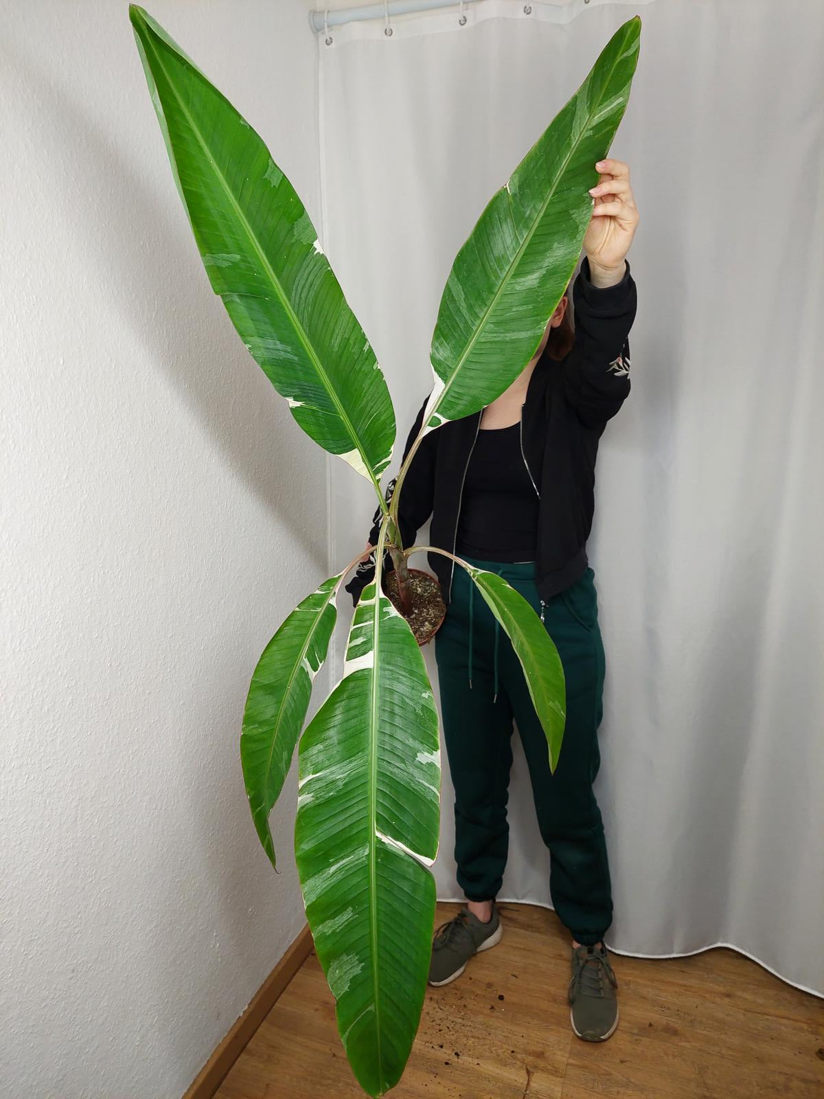 Musa Variegata groß