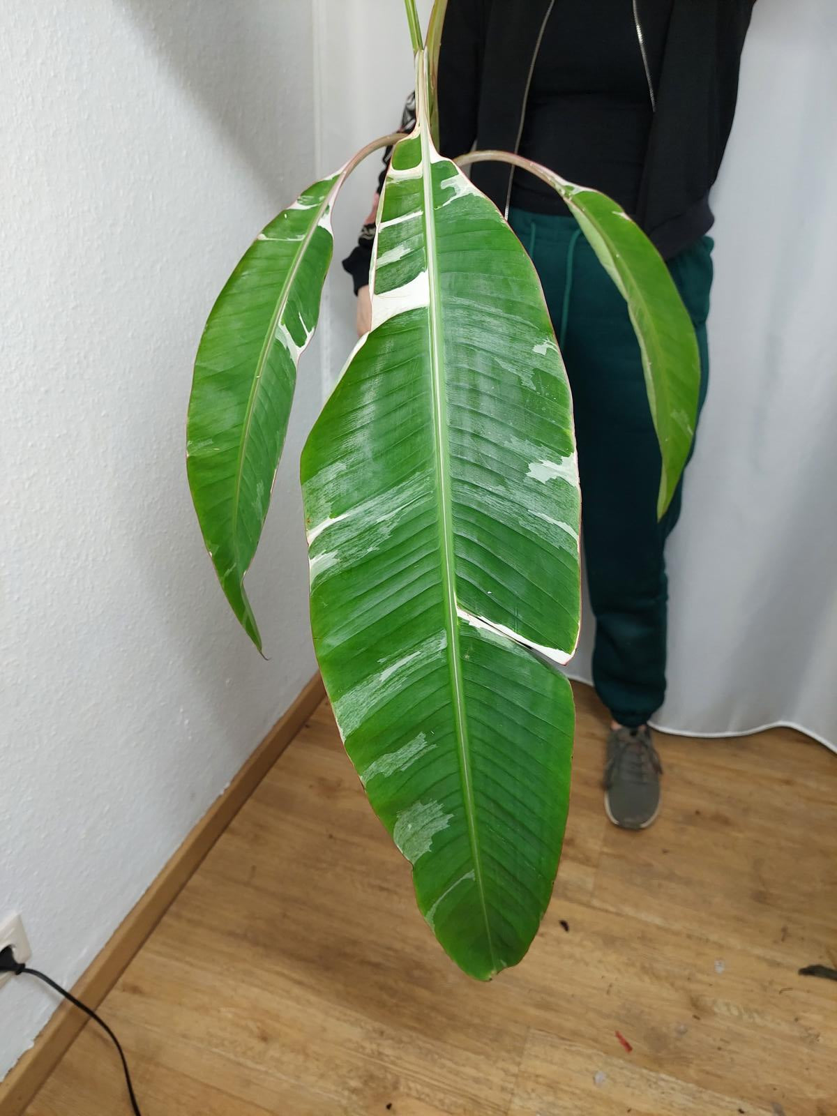 Musa Variegata groß