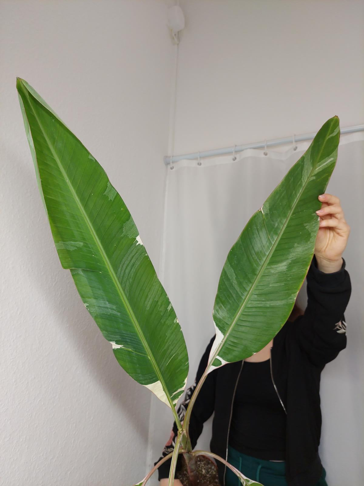 Musa Variegata groß