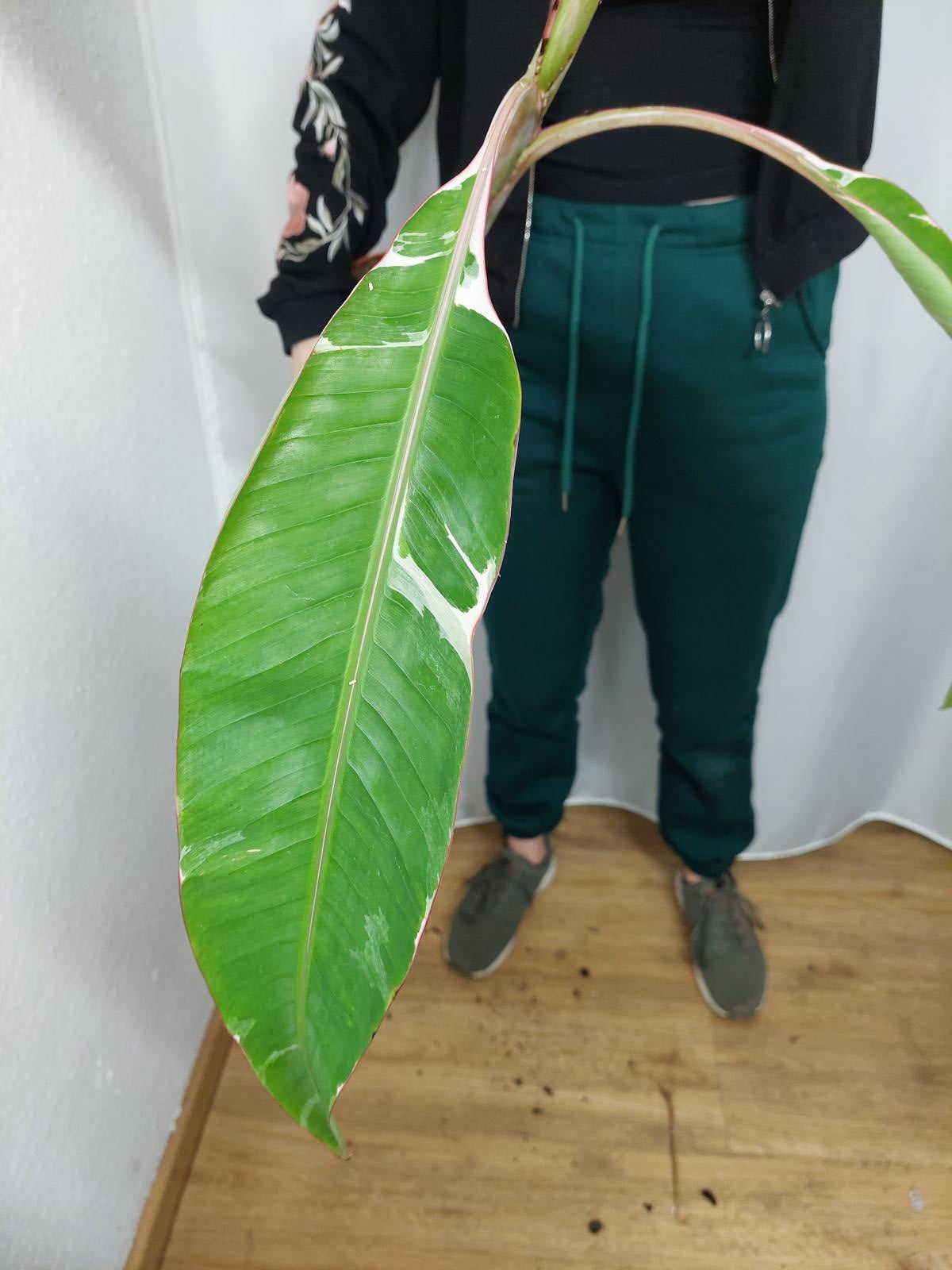 Musa Variegata groß