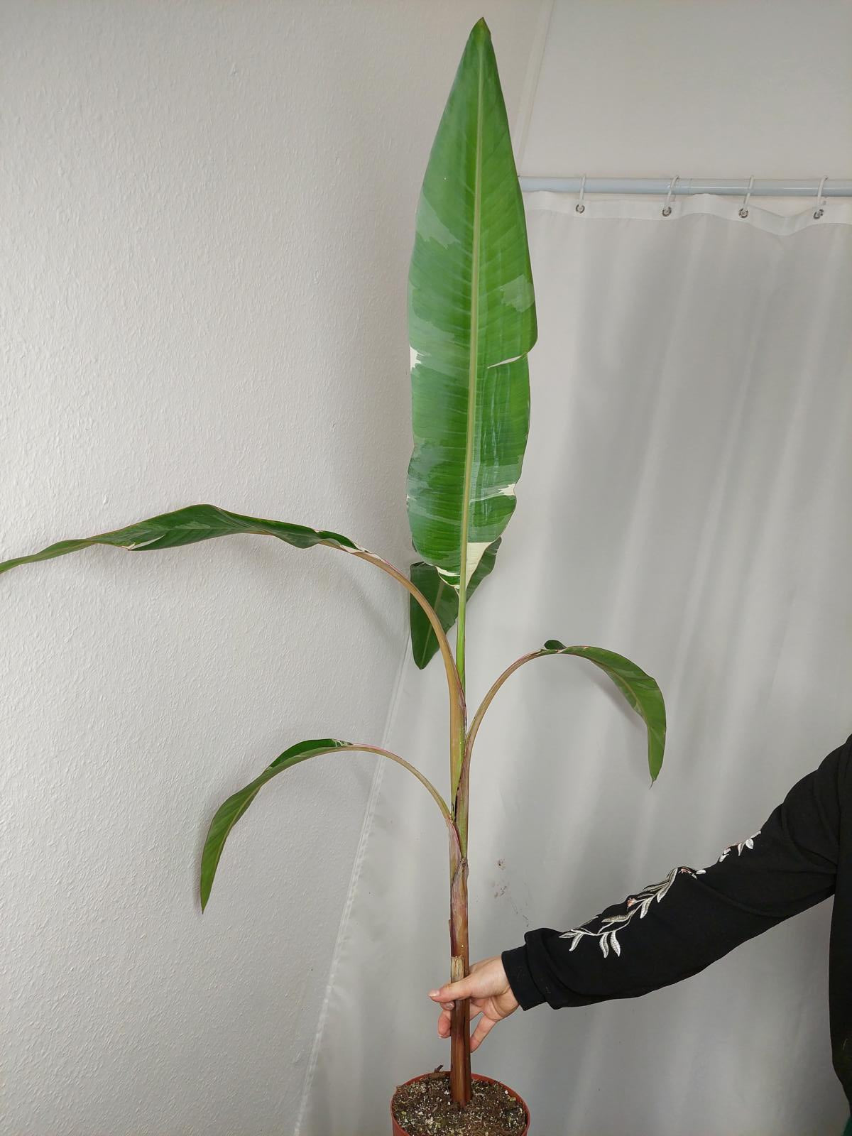 Musa Variegata groß