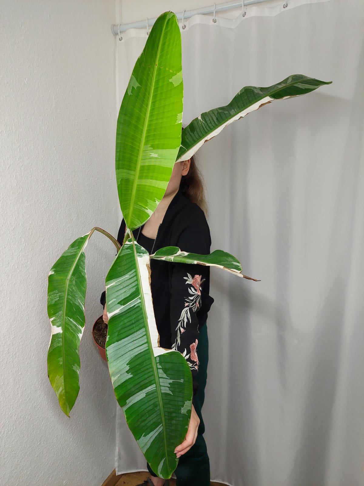 Musa Variegata groß