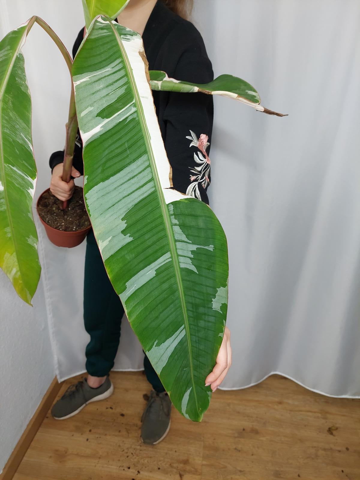 Musa Variegata groß
