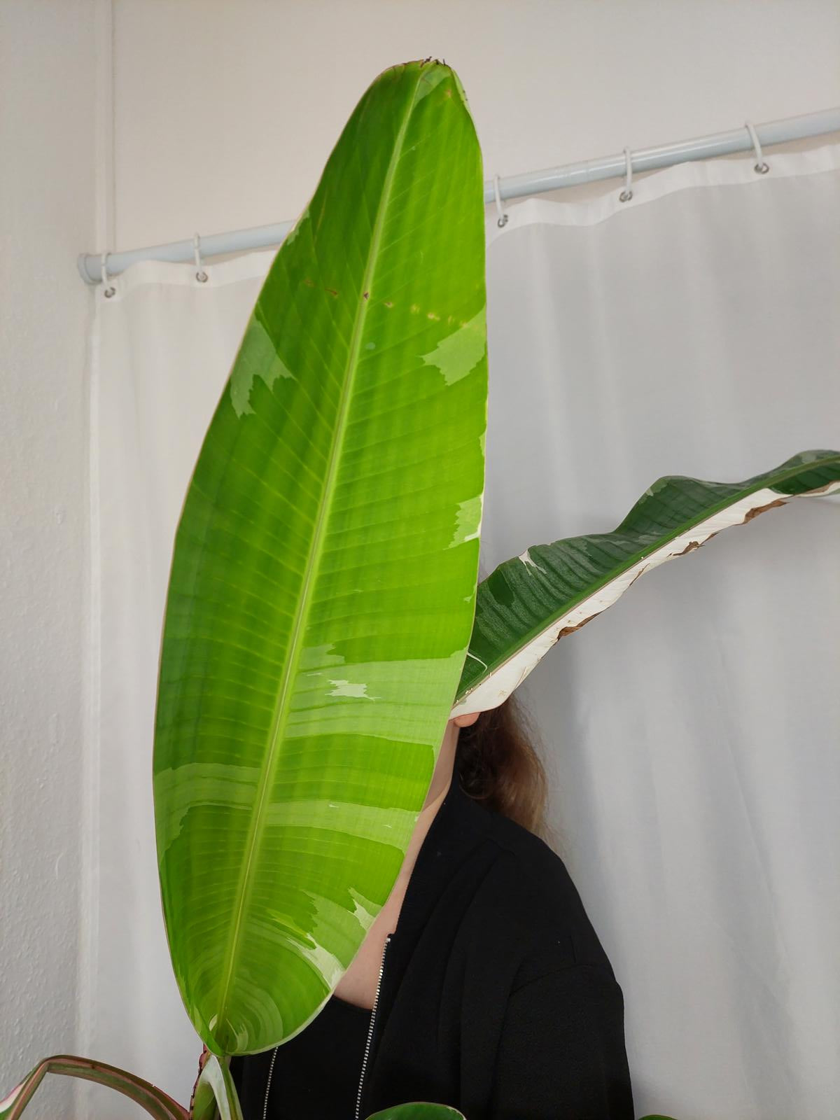 Musa Variegata groß
