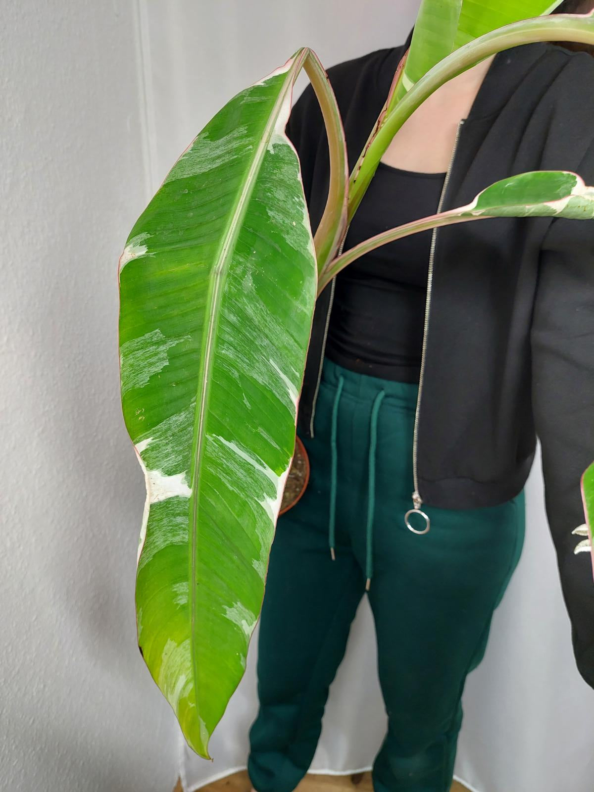 Musa Variegata groß