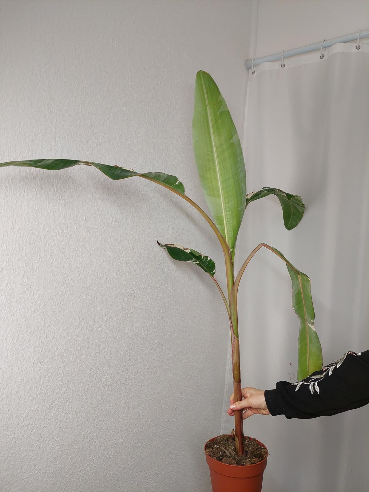 Musa Variegata groß