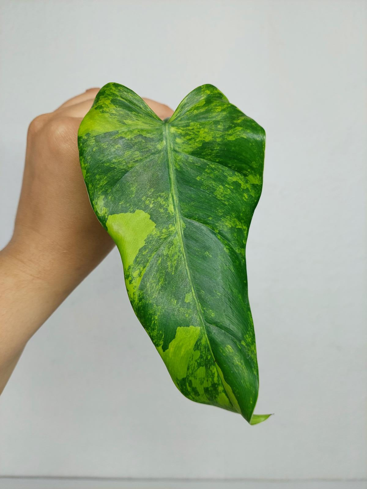 Philodendron Domesticum Variegata Steckling