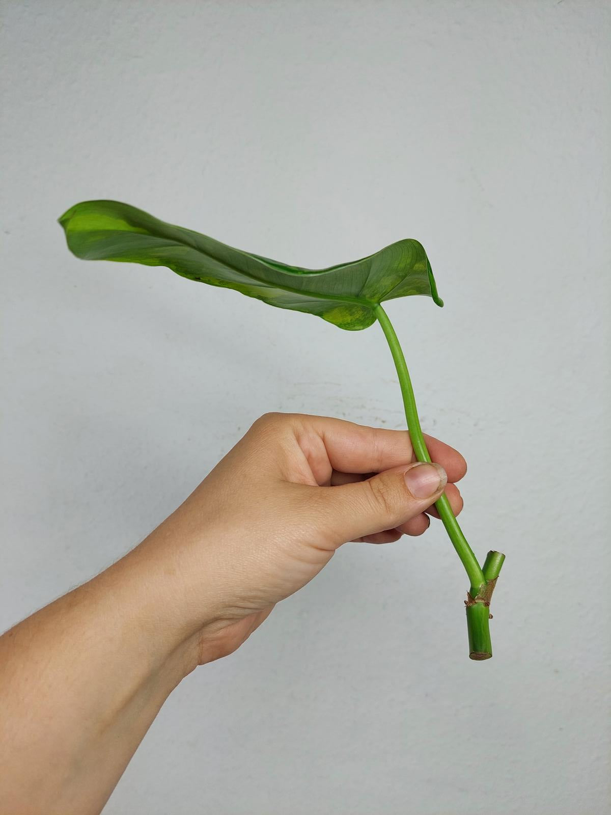 Philodendron Domesticum Variegata Steckling