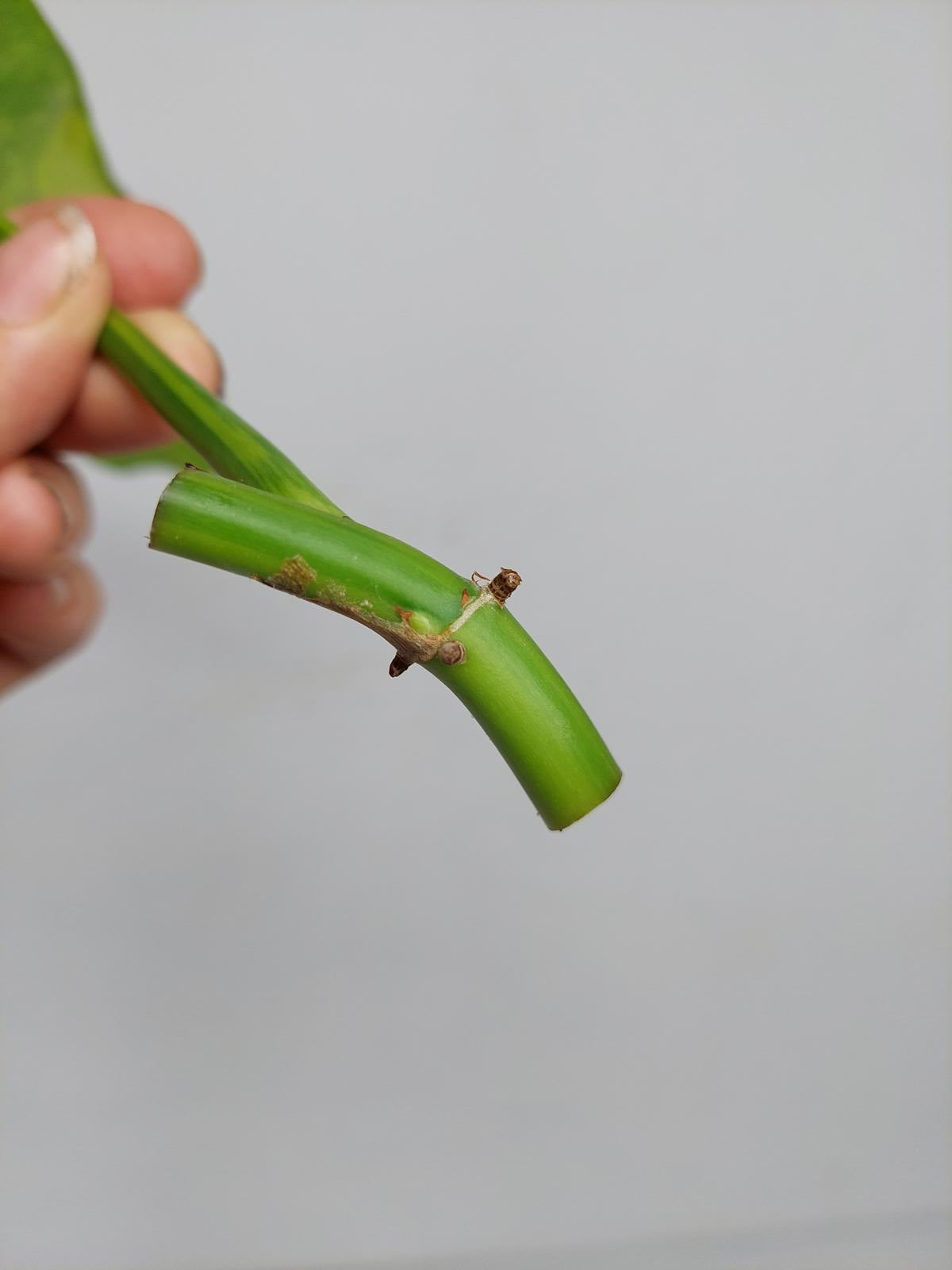 Philodendron Domesticum Variegata Steckling