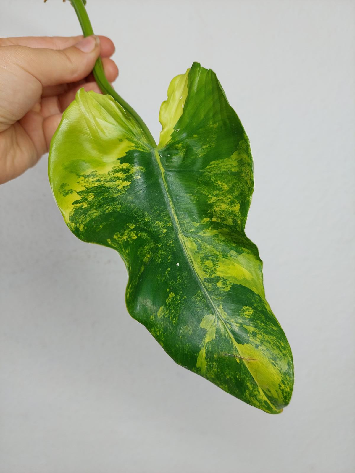 Philodendron Domesticum Variegata Steckling