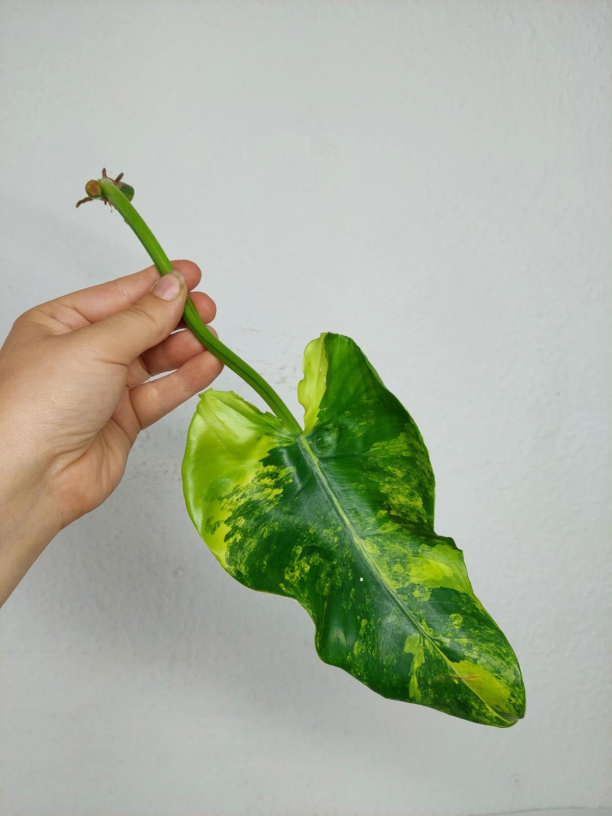 Philodendron Domesticum Variegata Steckling