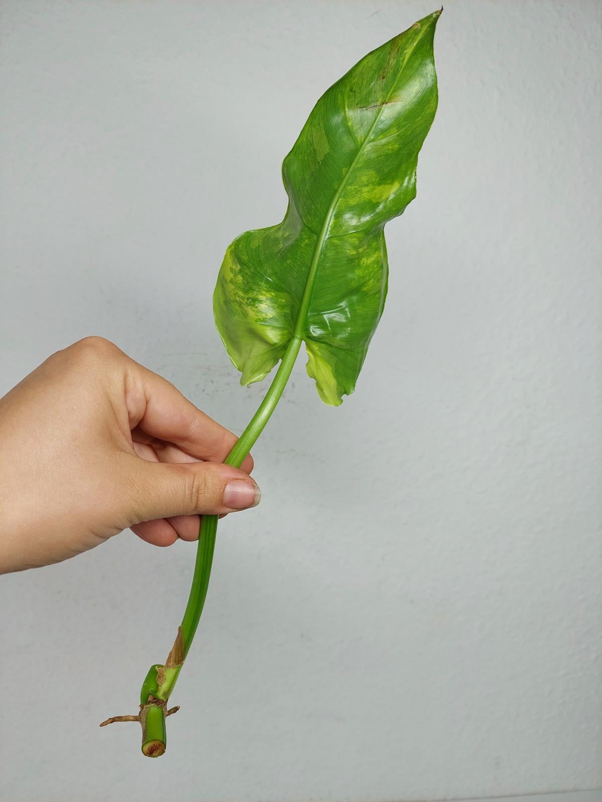 Philodendron Domesticum Variegata Steckling