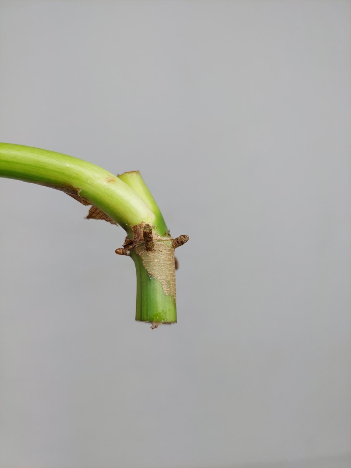 Philodendron Domesticum Variegata Steckling