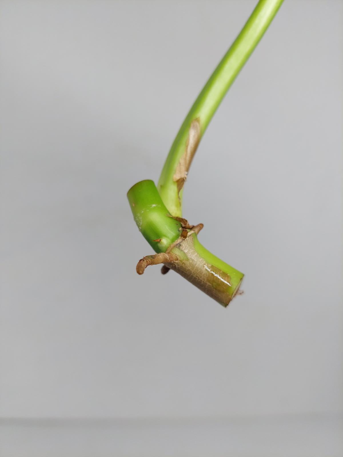 Philodendron Domesticum Variegata Steckling