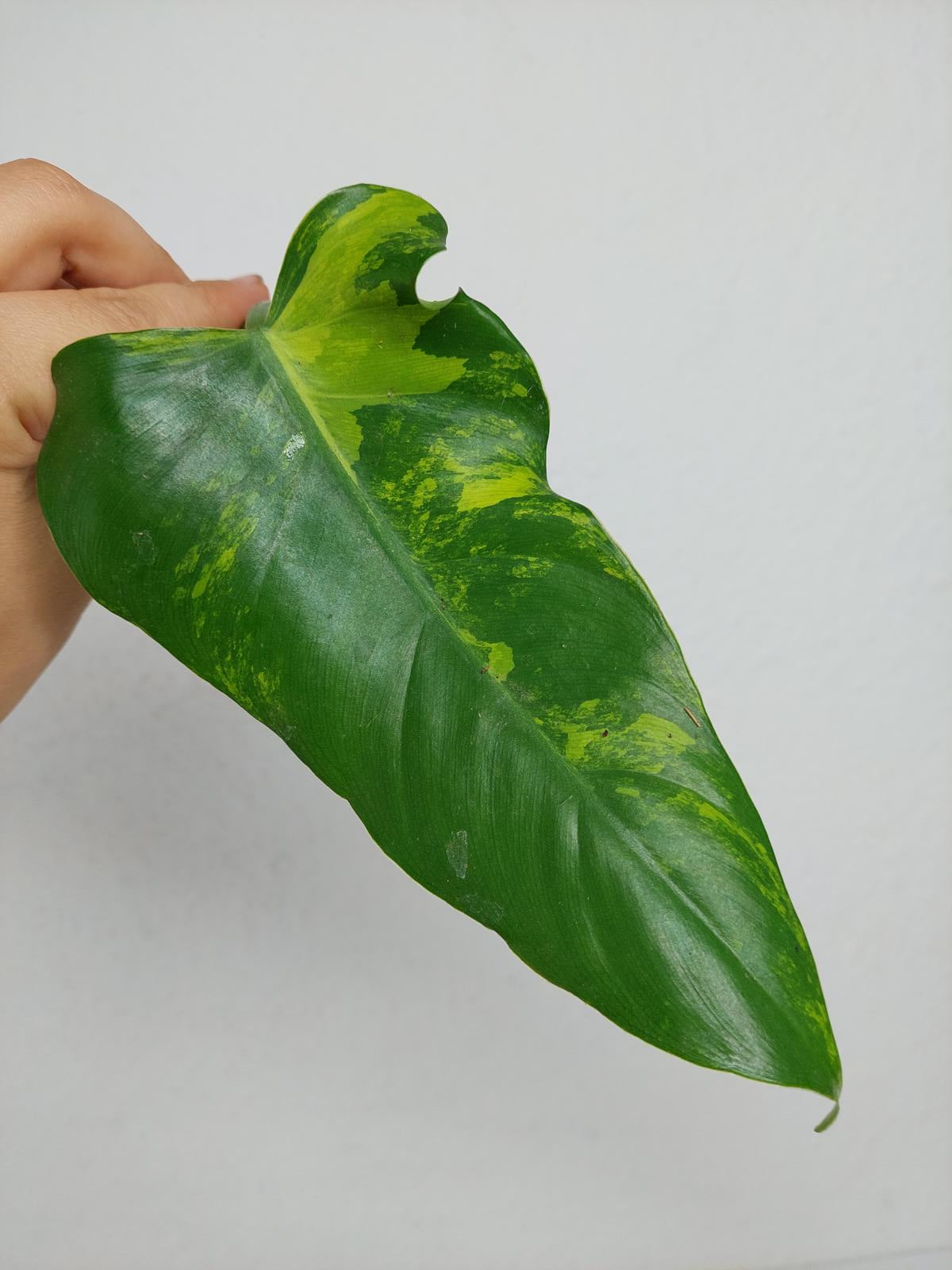 Philodendron Domesticum Variegata Steckling