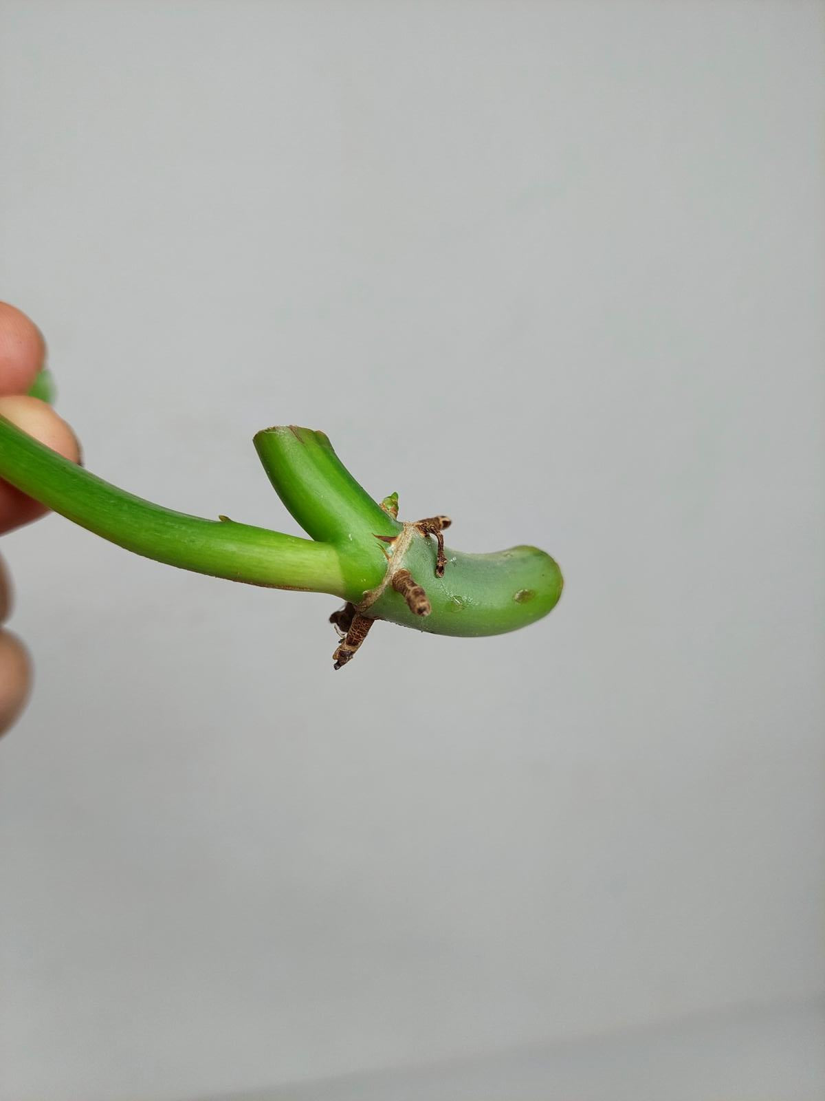 Philodendron Domesticum Variegata Steckling