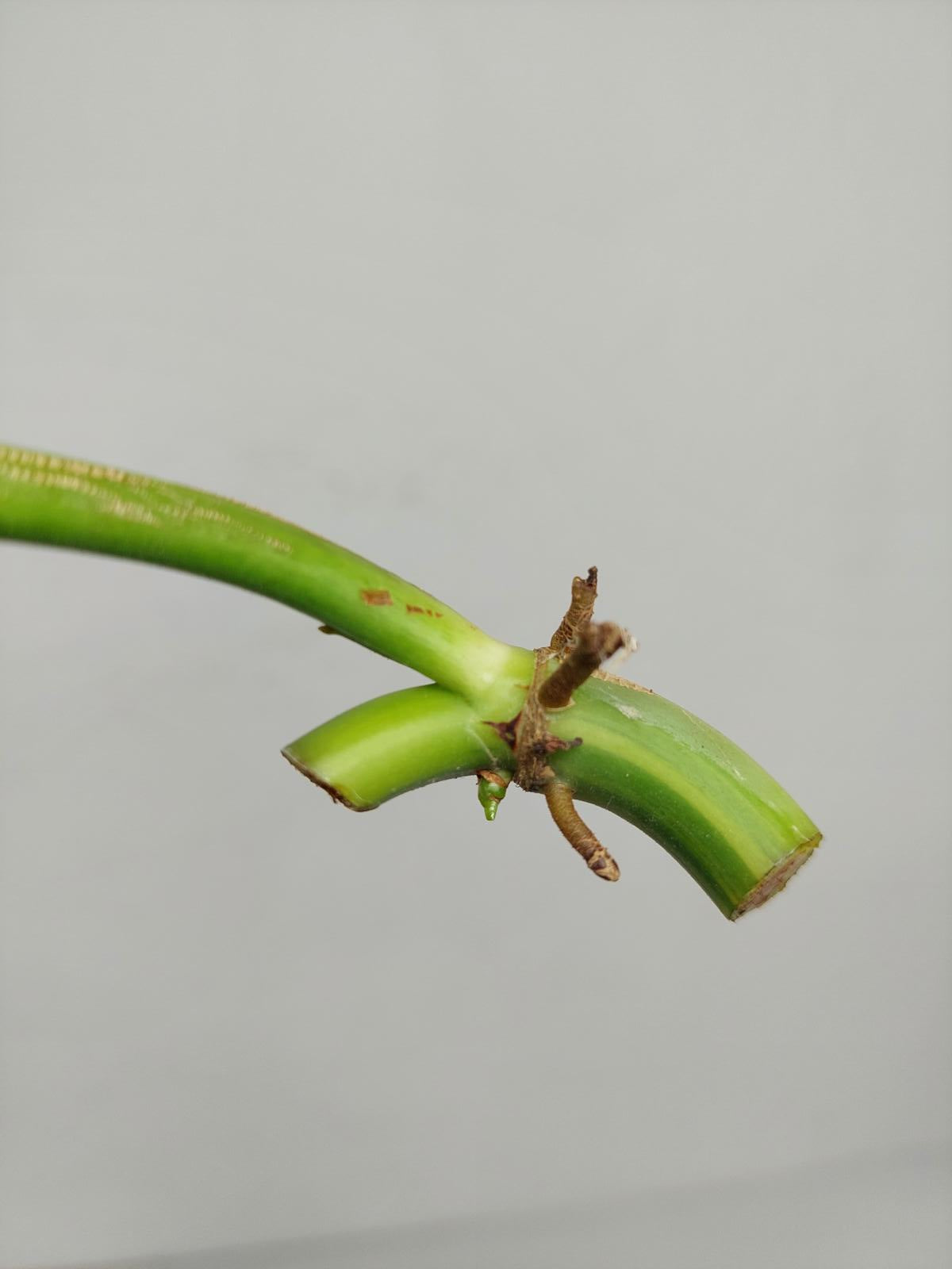 Philodendron Domesticum Variegata Steckling
