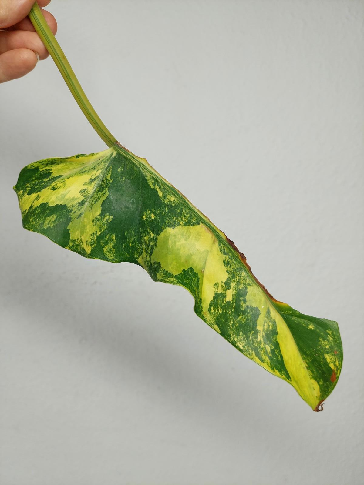 Philodendron Domesticum Variegata Steckling