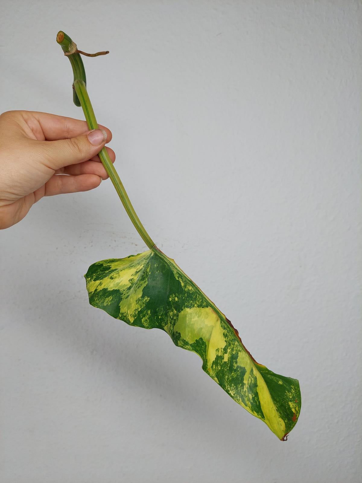 Philodendron Domesticum Variegata Steckling