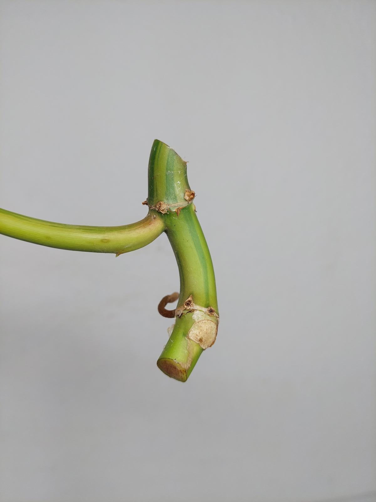 Philodendron Domesticum Variegata Steckling