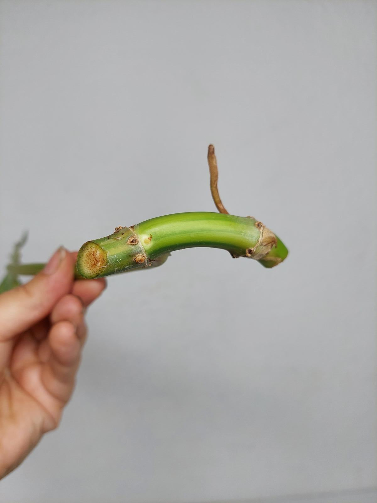 Philodendron Domesticum Variegata Steckling