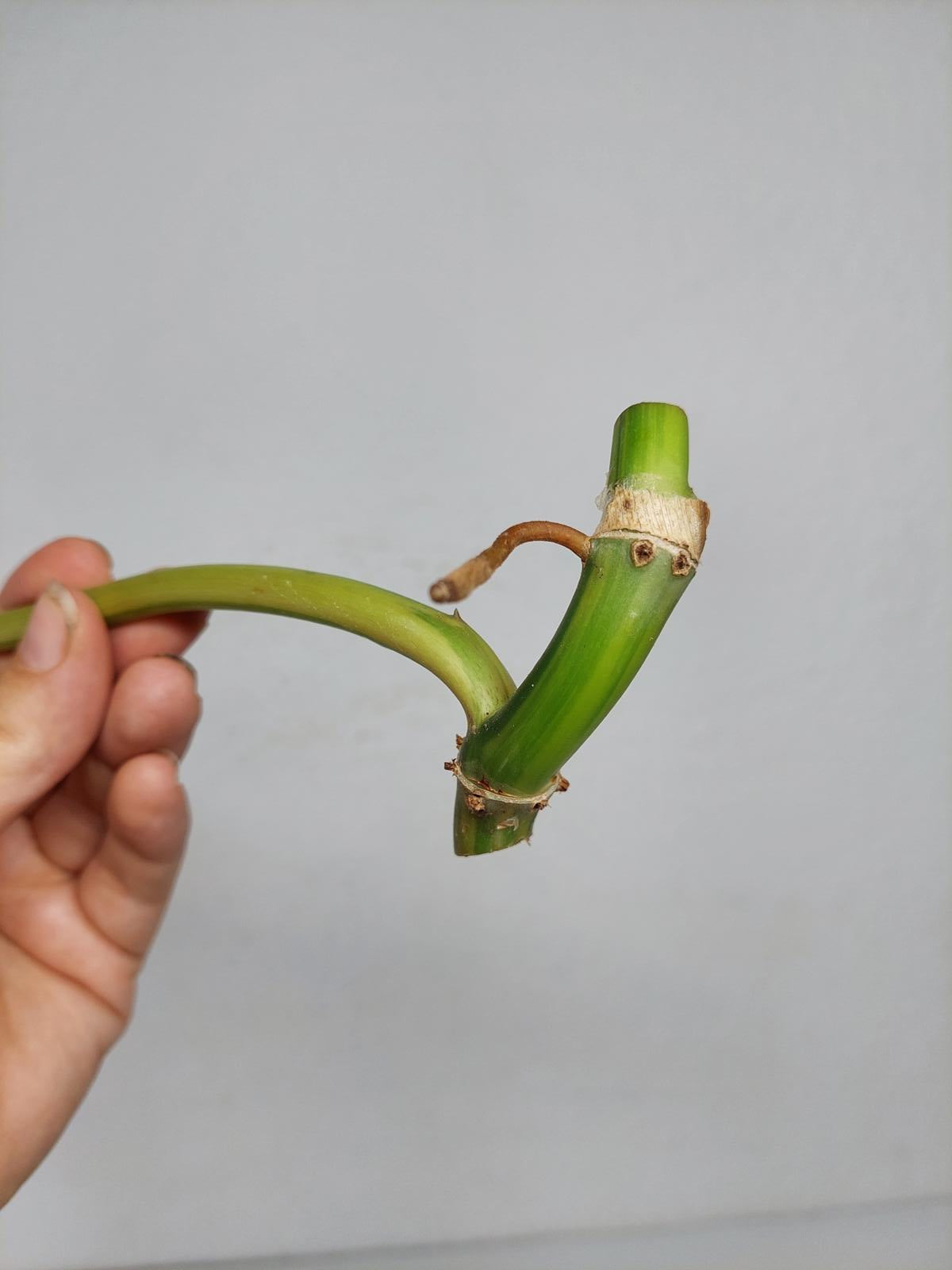 Philodendron Domesticum Variegata Steckling