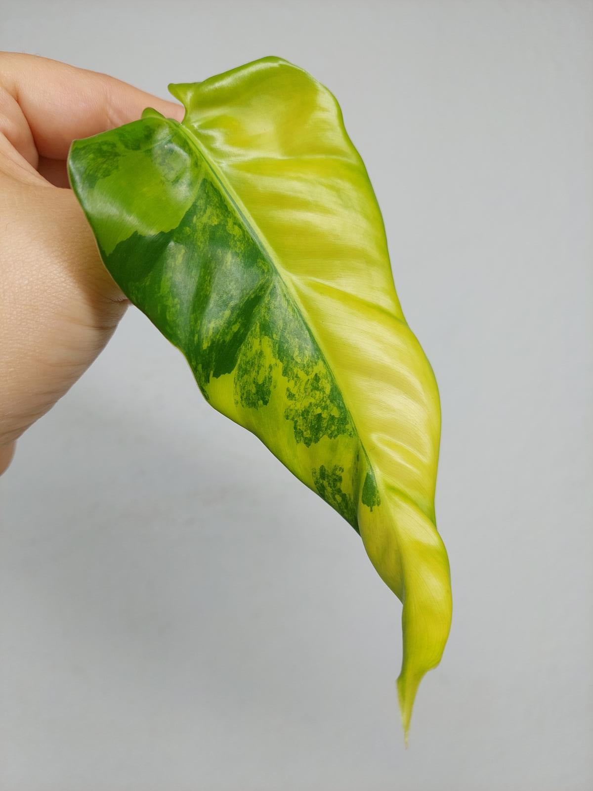 Philodendron Domesticum Variegata Steckling